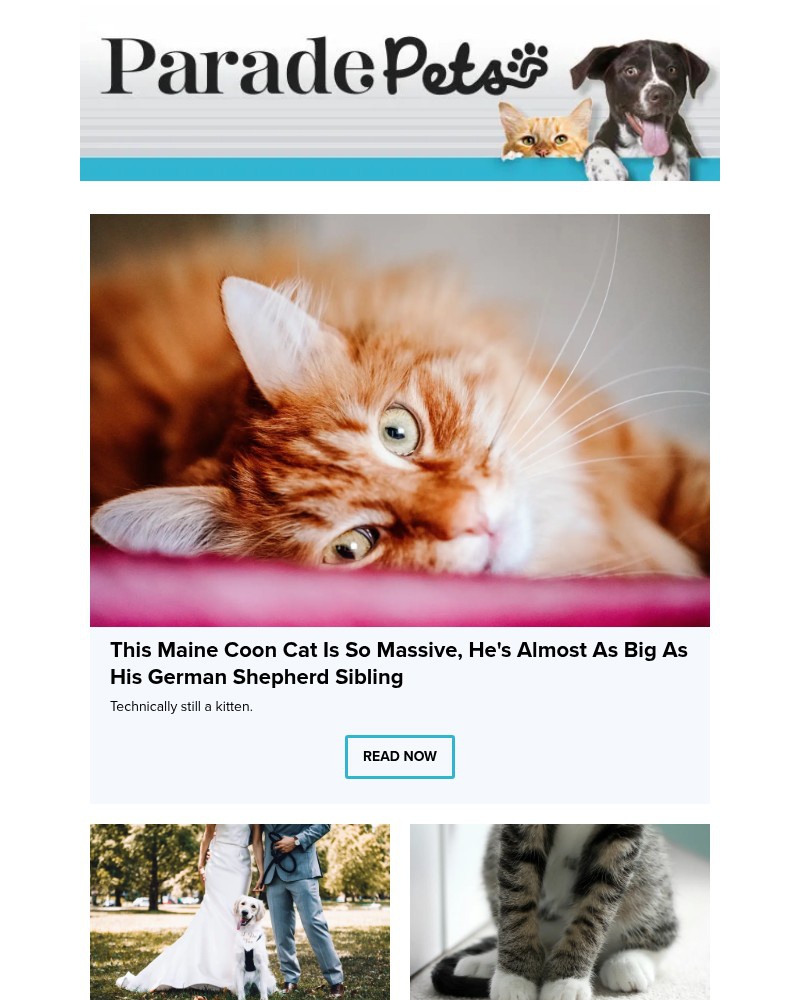 Screenshot of email with subject /media/emails/7-best-guard-dogs-for-seniors-that-are-protective-loyal-and-easy-to-care-for-f46e_mQSqHu0.jpg