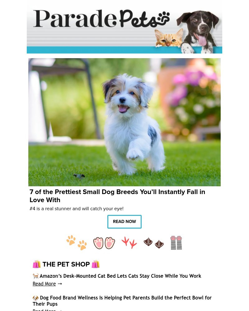 Screenshot of email with subject /media/emails/7-of-the-prettiest-small-dog-breeds-youll-instantly-fall-in-love-with-7ea081-crop_t3rLhDc.jpg