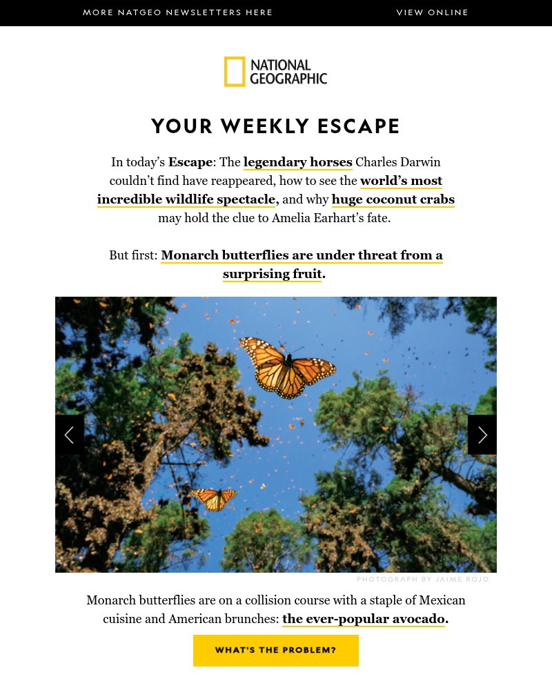 Screenshot of email with subject /media/emails/a-legendary-creature-reappears-a-clue-about-amelia-earharts-fate-monarch-butterfl_CX7K9v5.jpg