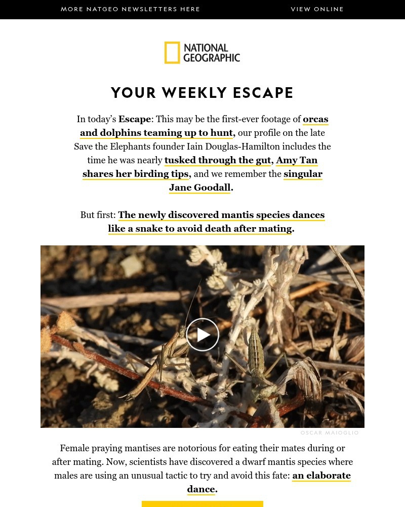 Screenshot of email with subject /media/emails/a-mantis-who-dances-to-escape-post-mating-death-amy-tans-birding-tips-orcas-and-d_ppHSCYy.jpg