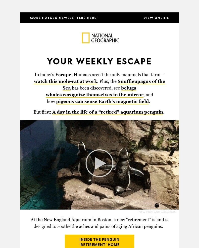 Screenshot of email with subject /media/emails/a-penguin-retirement-home-farming-mole-rats-the-snuffleupagus-of-the-sea-7cb217-c_6grSpF0.jpg