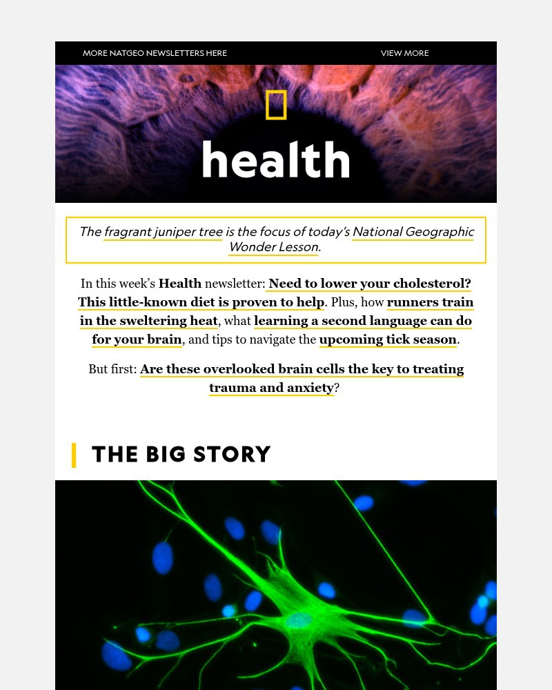 Screenshot of email with subject /media/emails/a-secret-weapon-to-lowering-cholesterol-the-key-to-treating-anxiety-and-trauma-th_txGr1cZ.jpg