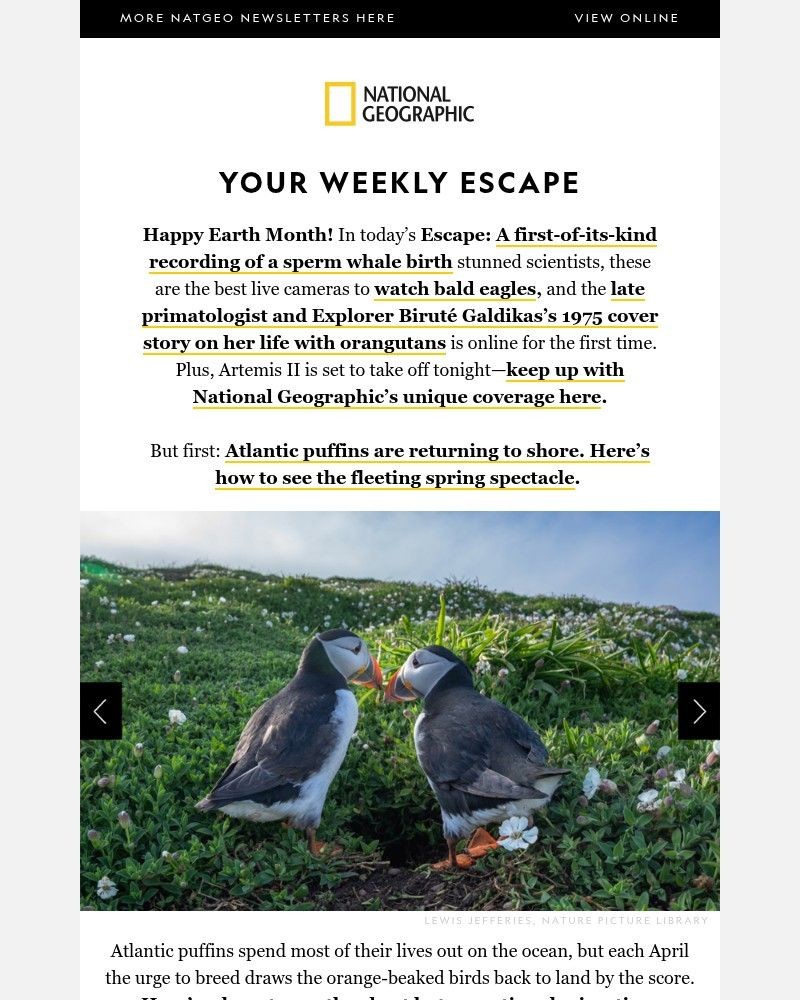 Screenshot of email with subject /media/emails/a-sensational-spectacle-of-atlantic-puffins-the-sperm-whale-birth-that-stunned-sc_IOKvyrL.jpg