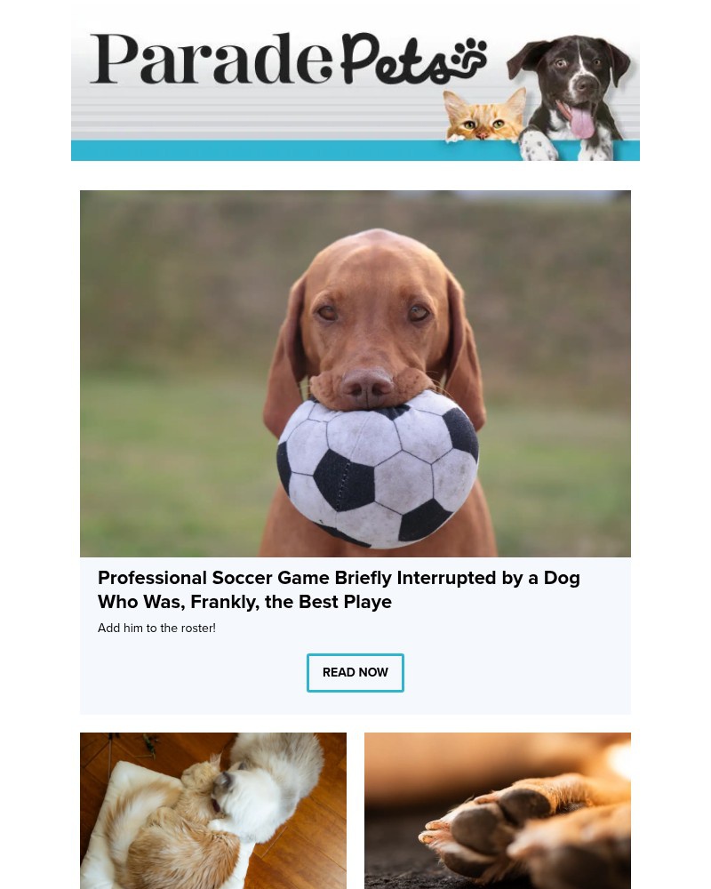 Screenshot of email with subject /media/emails/americas-favorite-dog-names-of-2026-according-to-a-study-1718a8-cropped-94a3b5e3.jpg