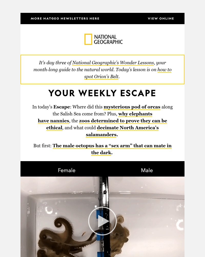 Screenshot of email with subject /media/emails/an-octopus-mating-surprise-a-pod-of-orcas-shocking-whale-watchers-does-an-ethical_MOAi2nw.jpg