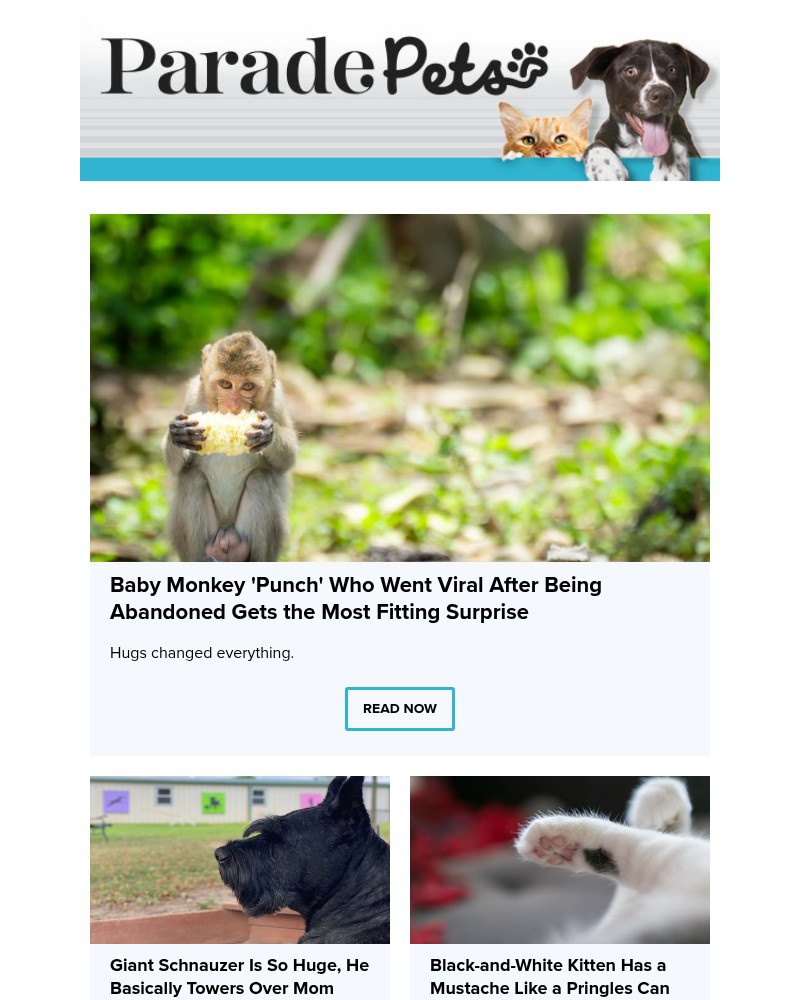 Screenshot of email with subject /media/emails/baby-monkey-punch-who-went-viral-after-being-abandoned-gets-the-most-fitting-surp_Eq0bORt.jpg