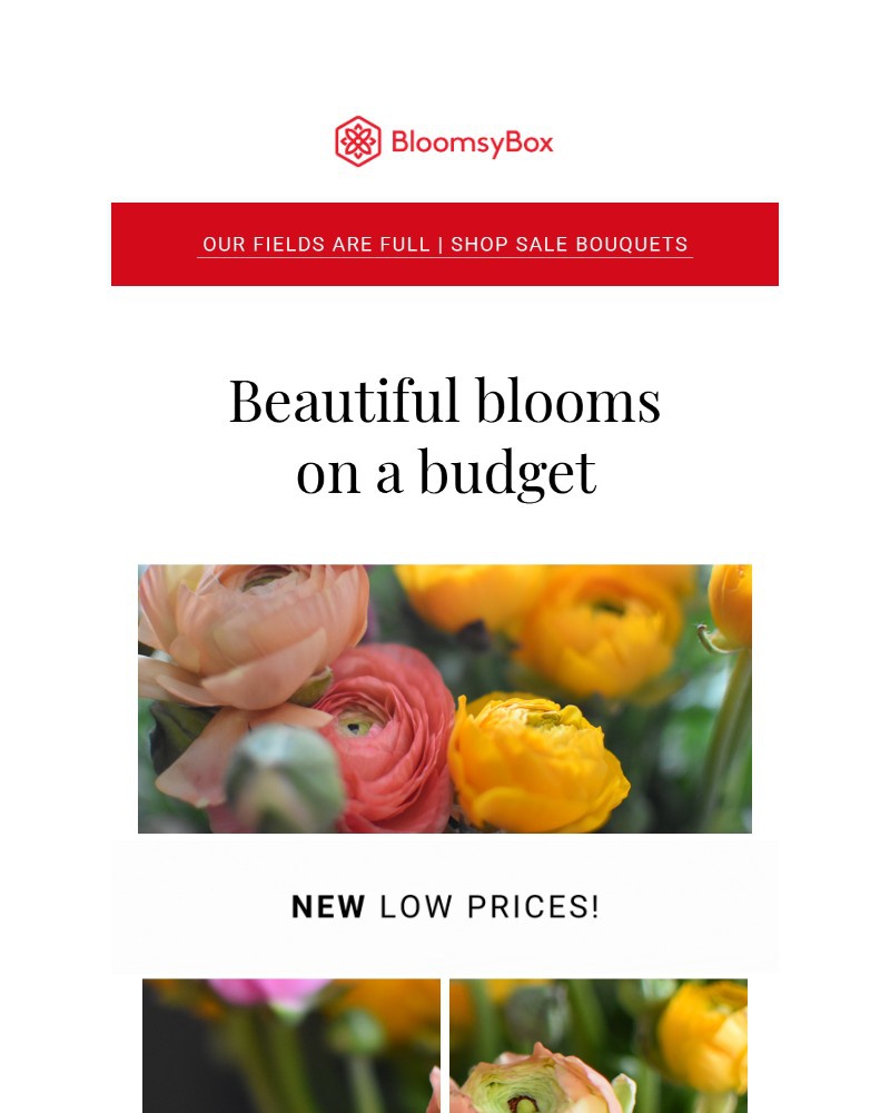 Screenshot of email with subject /media/emails/beautiful-blooms-on-a-budget-c8d46e-cropped-d8507e4a.jpg