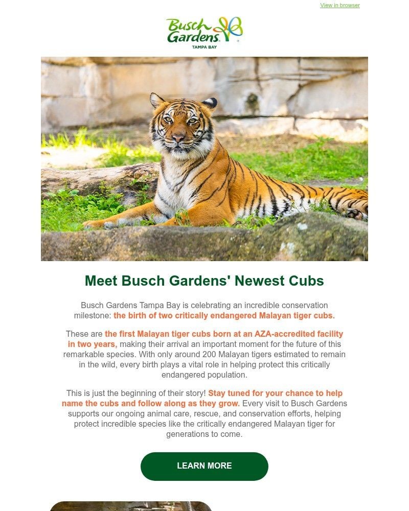 Screenshot of email with subject /media/emails/big-news-tiger-cubs-have-arrived-at-busch-gardens-9bb66b-cropped-b0a6f1e7.jpg
