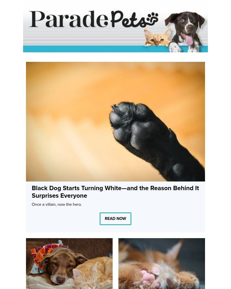 Screenshot of email with subject /media/emails/black-dog-starts-turning-whiteand-the-reason-behind-it-surprises-everyone-3586f3-_0RRuOO7.jpg