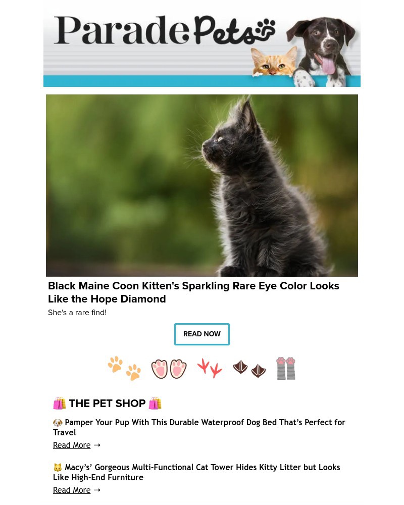 Screenshot of email with subject /media/emails/black-maine-coon-kittens-sparkling-rare-eye-color-looks-like-the-hope-diamond-1ad_cbIwmB6.jpg