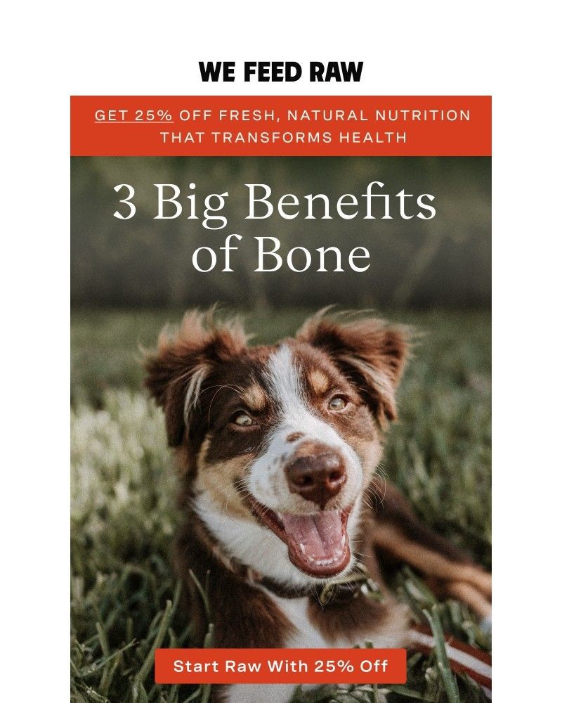 Screenshot of email sent to a We Feed Raw Newsletter subscriber