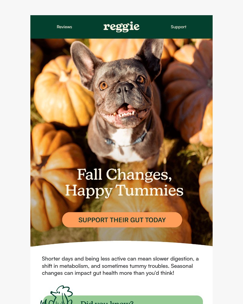 Screenshot of email with subject /media/emails/boost-your-pups-gut-health-during-seasonal-shifts-e3778d-cropped-b5decdd0.jpg