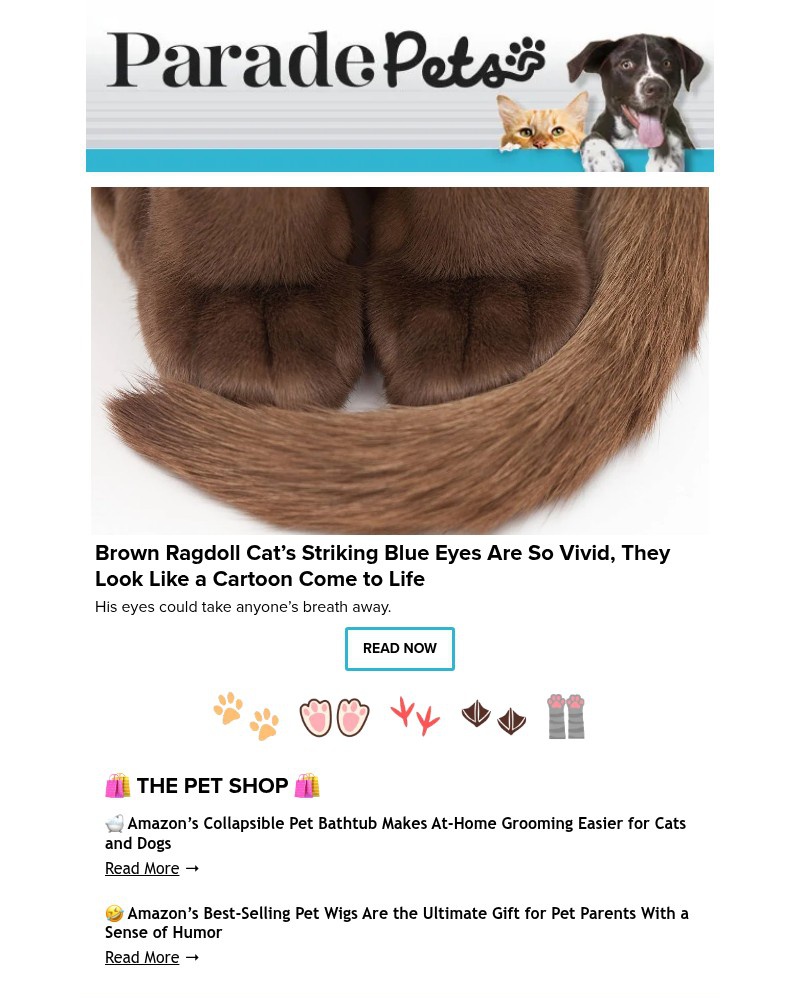 Screenshot of email with subject /media/emails/brown-ragdoll-cats-striking-blue-eyes-are-so-vivid-they-look-like-a-cartoon-come-_sqJYgHg.jpg