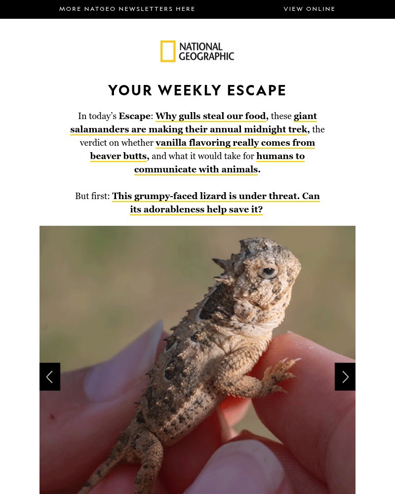 Screenshot of email sent to a National Geographic Newsletter subscriber