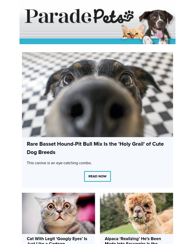 Screenshot of email with subject /media/emails/cat-with-legit-googly-eyes-is-just-like-a-cartoon-a890a3-cropped-f5fb47f7.jpg