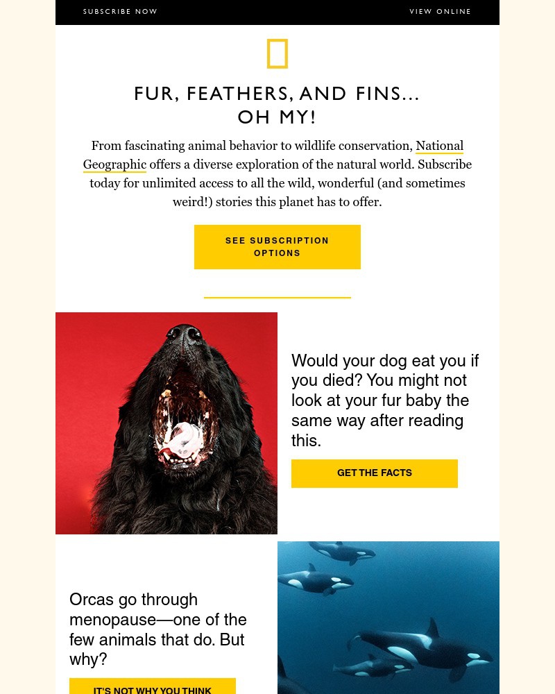 Screenshot of email with subject /media/emails/cats-only-meow-with-people-what-are-they-trying-to-tell-us-subscribe-now-to-find-_XSEUOuf.jpg