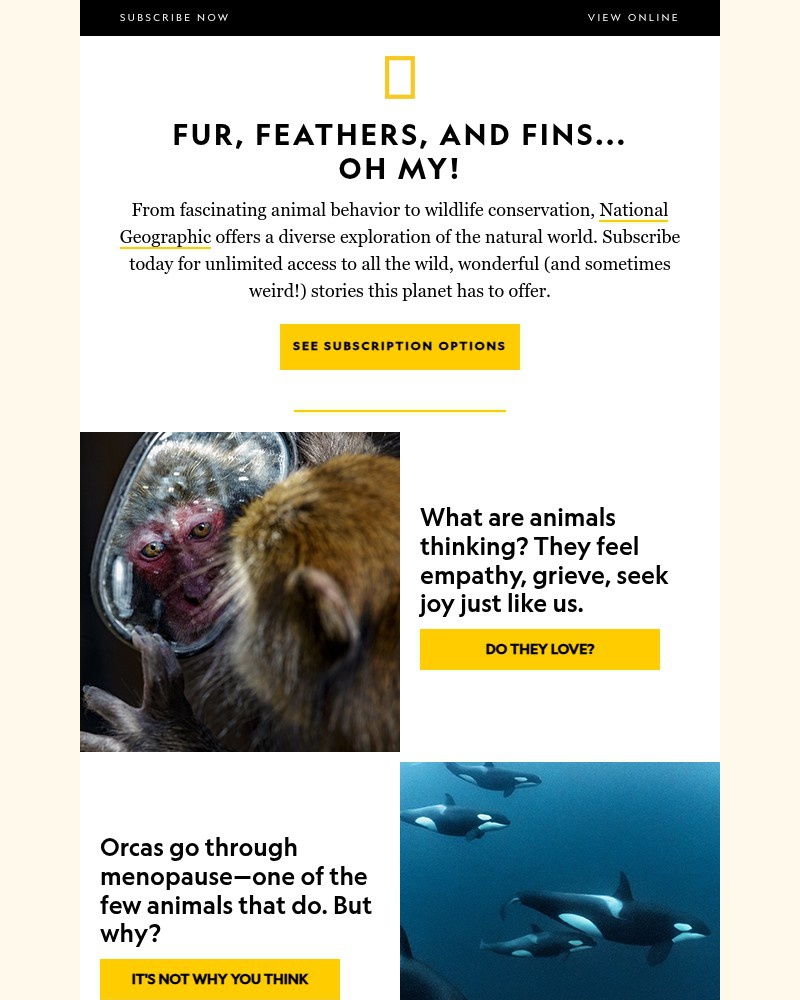 Screenshot of email with subject /media/emails/cats-only-meow-with-people-what-are-they-trying-to-tell-us-subscribe-now-to-learn_Gl9AU5E.jpg