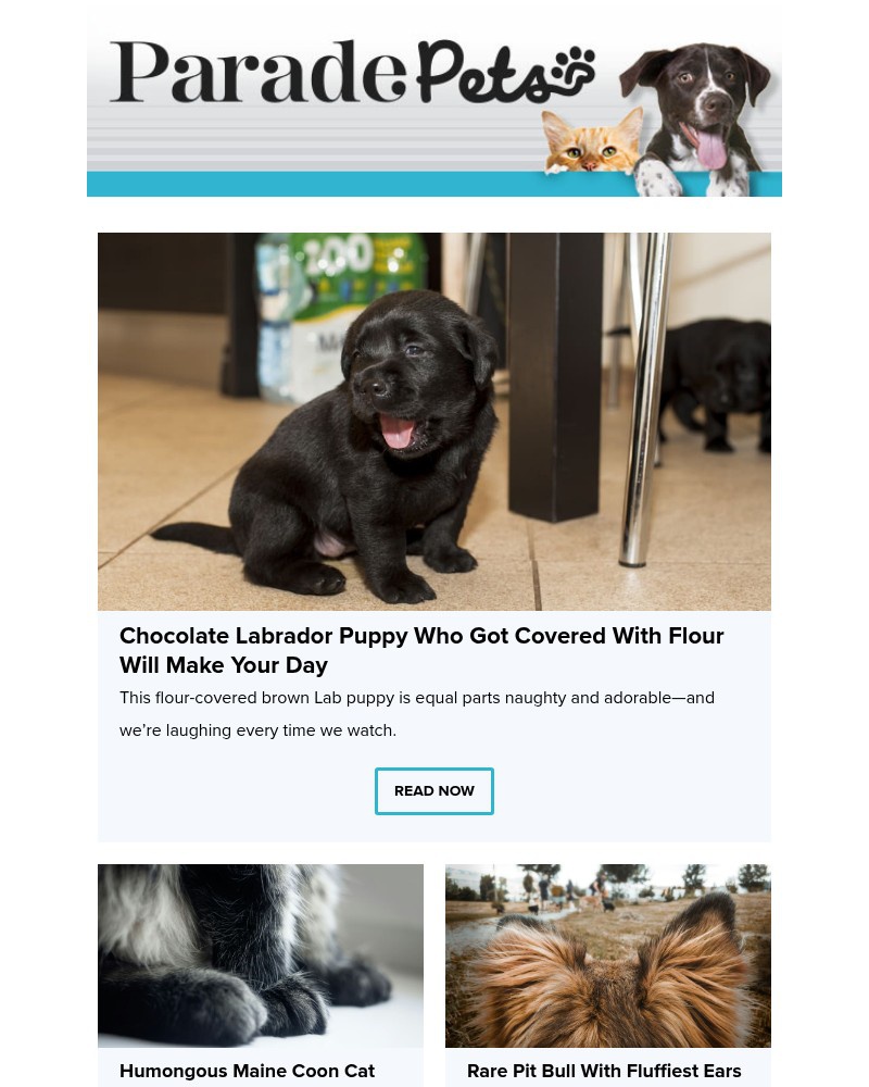 Screenshot of email with subject /media/emails/chocolate-labrador-puppy-who-got-covered-with-flour-will-make-your-day-94cf16-cro_3gyepoQ.jpg