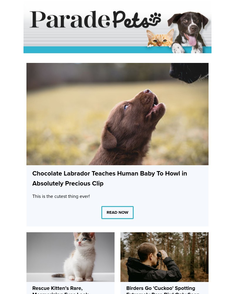 Screenshot of email with subject /media/emails/chocolate-labrador-teaches-human-baby-to-howl-in-absolutely-precious-clip-b920b7-_QM2MBBg.jpg