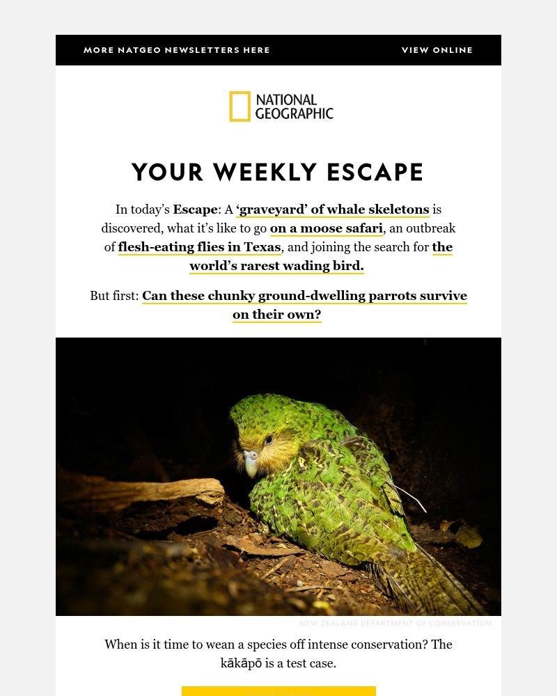 Screenshot of email with subject /media/emails/chunky-ground-dwelling-parrots-a-graveyard-of-whale-skeletons-moose-safaris-in-ma_2Cat2ft.jpg