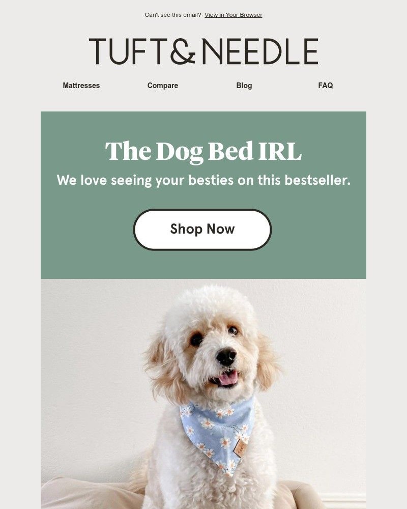 Screenshot of email with subject /media/emails/cute-dogs-inside-de884a-cropped-193d9be9.jpg