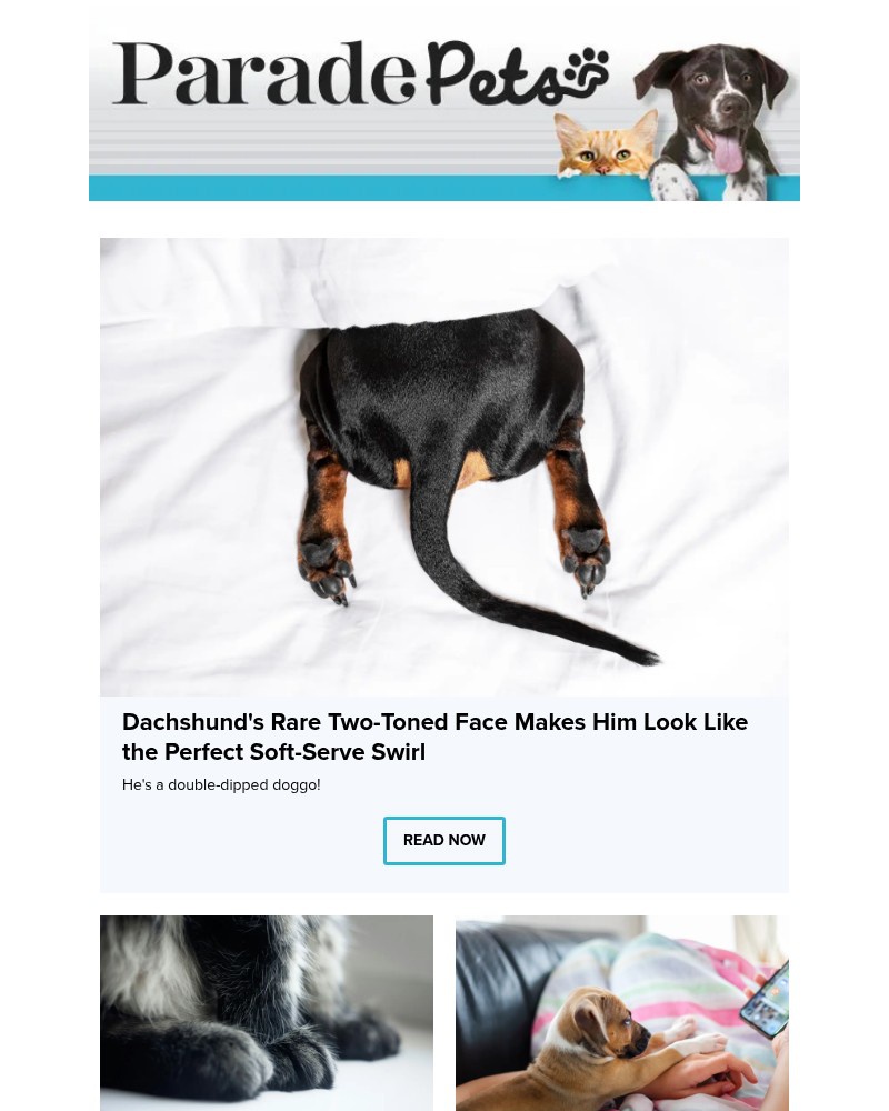 Screenshot of email with subject /media/emails/dachshunds-rare-two-toned-face-makes-him-look-like-the-perfect-soft-serve-swirl-0_K6hrEEc.jpg