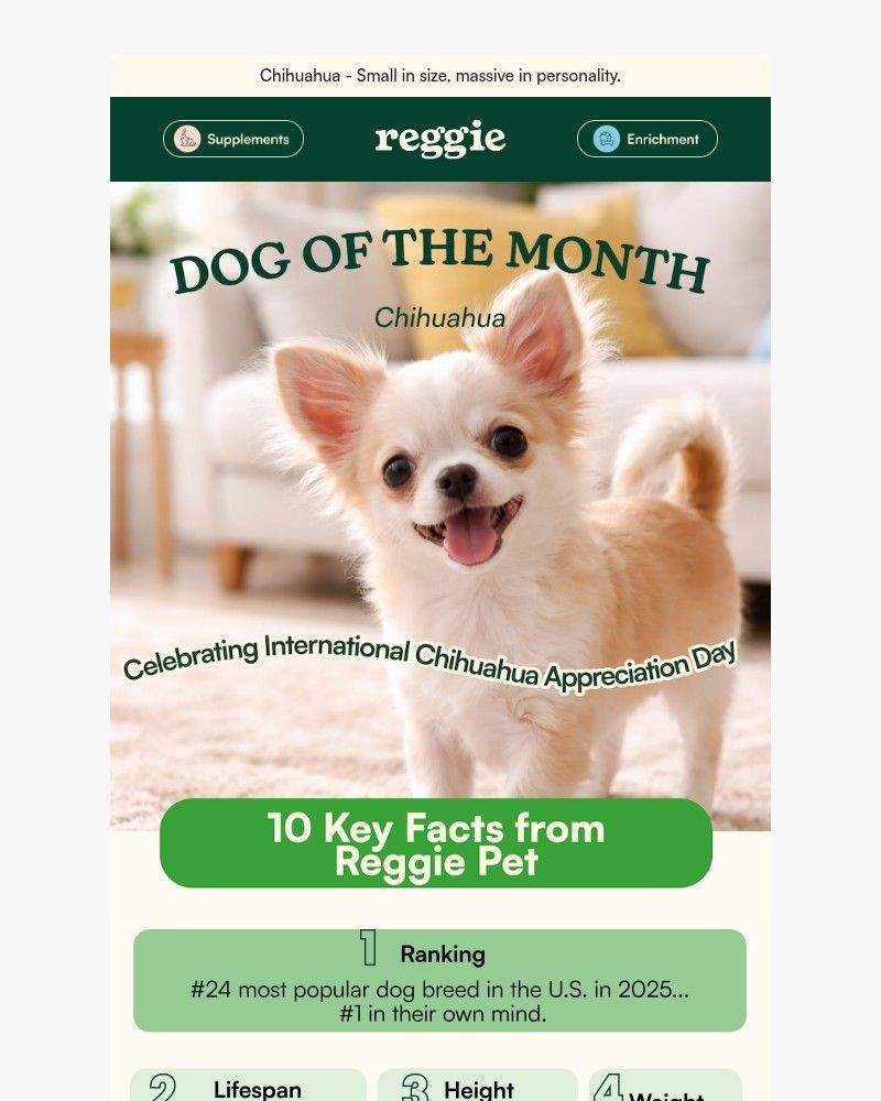 Screenshot of email with subject /media/emails/dog-of-the-month-chihuahua-6e82f1-cropped-83c427ee.jpg