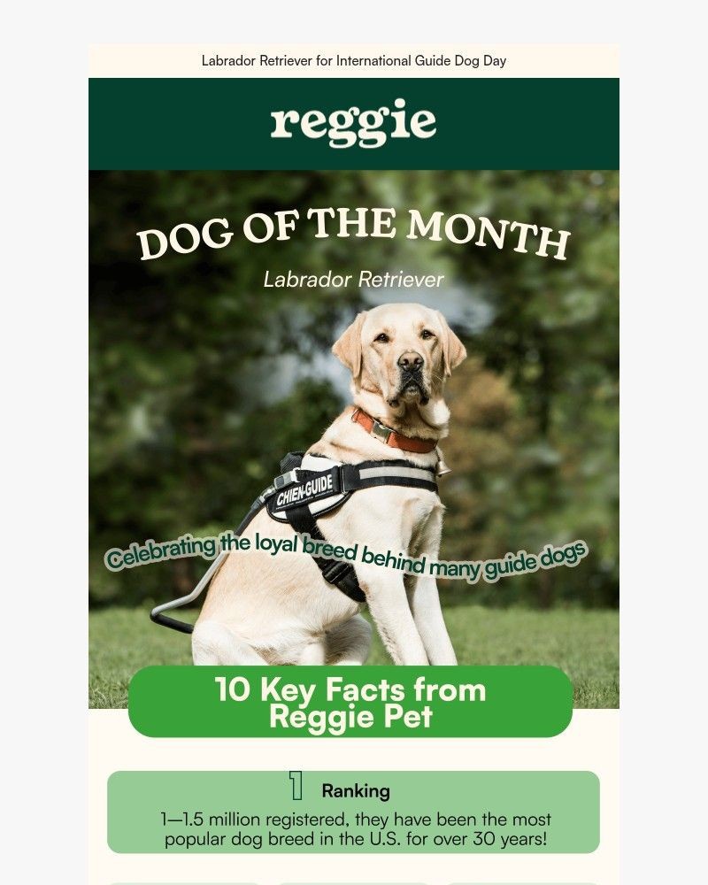 Screenshot of email sent to a reggie Newsletter subscriber