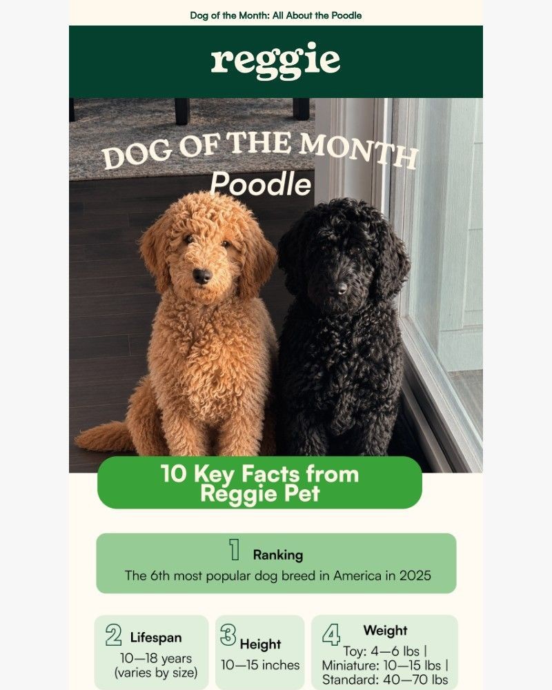 Screenshot of email sent to a reggie Newsletter subscriber