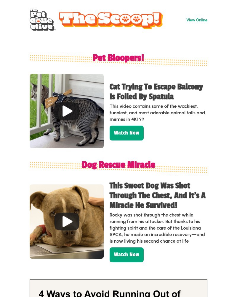 Screenshot of email with subject /media/emails/dog-survives-being-shot-through-the-chest-bbe8d5-cropped-aa857283.jpg