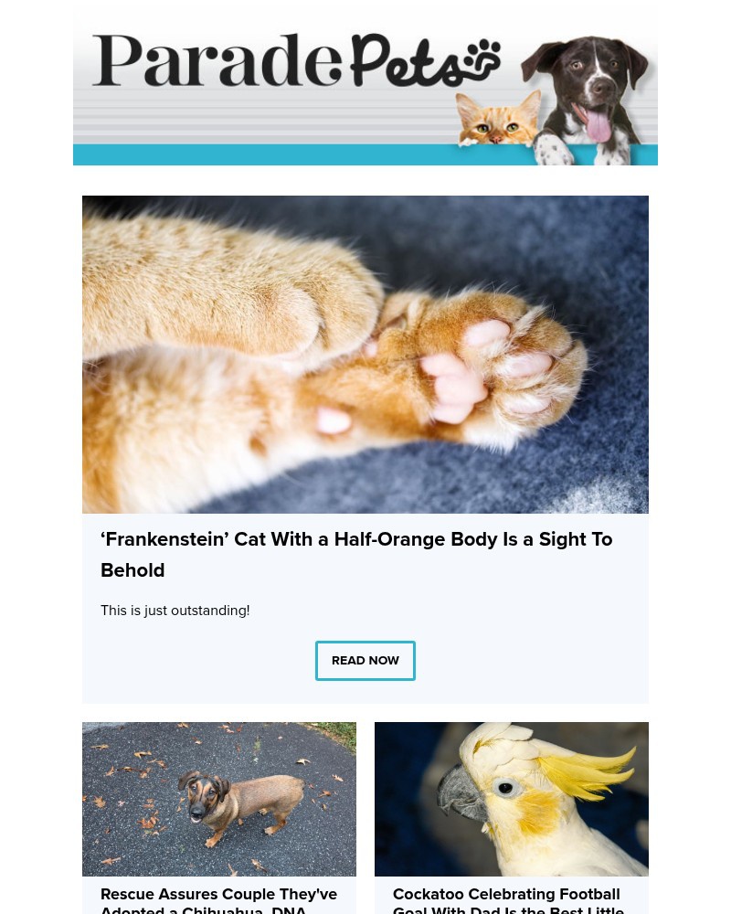 Screenshot of email with subject /media/emails/frankenstein-cat-with-a-half-orange-body-is-a-sight-to-behold-2be2cb-cropped-d08f3667.jpg