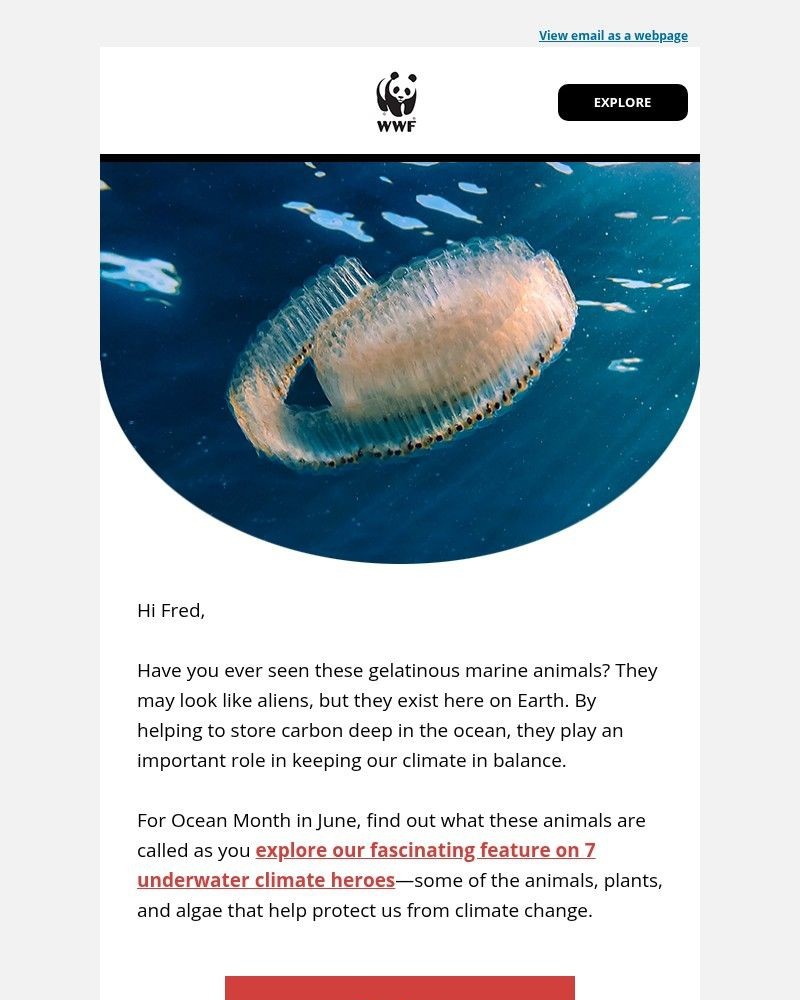 Screenshot of email sent to a World Wildlife Fund Newsletter subscriber