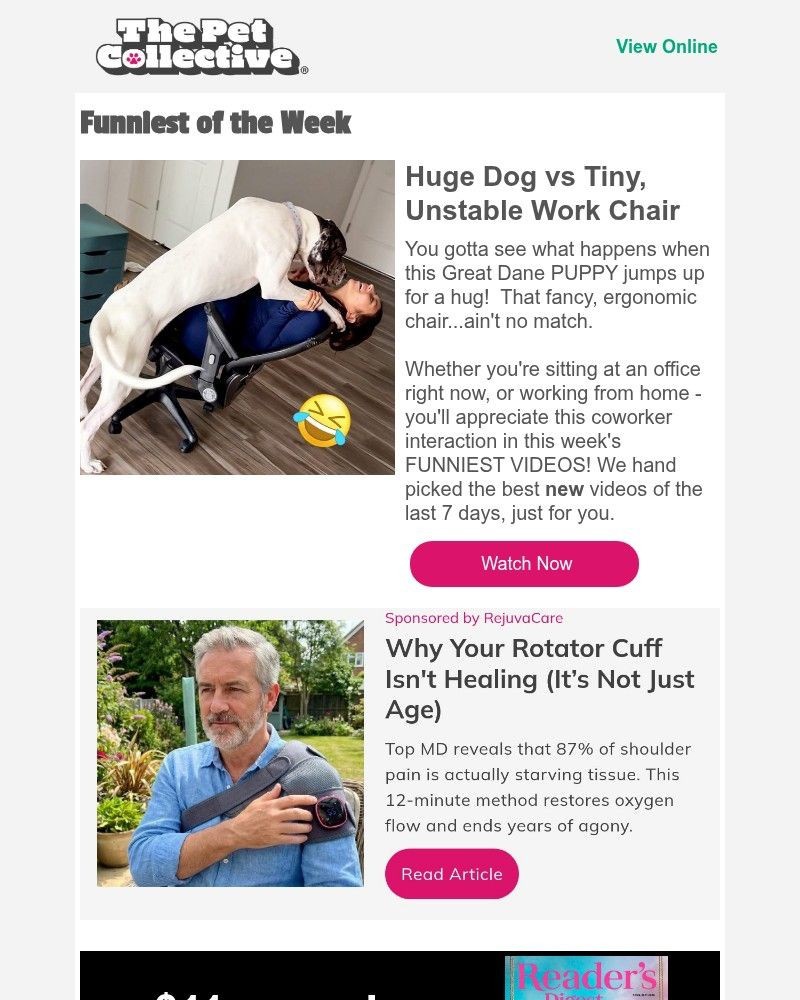 Screenshot of email with subject /media/emails/funny-video-huge-puppy-knocks-over-woman-94637f-cropped-22226f6e.jpg
