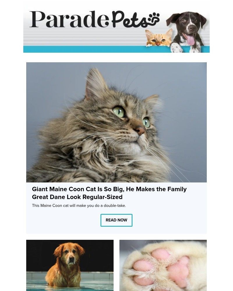 Screenshot of email with subject /media/emails/giant-maine-coon-cat-is-so-big-he-makes-the-family-great-dane-look-regular-sized-_oO2Jx6E.jpg