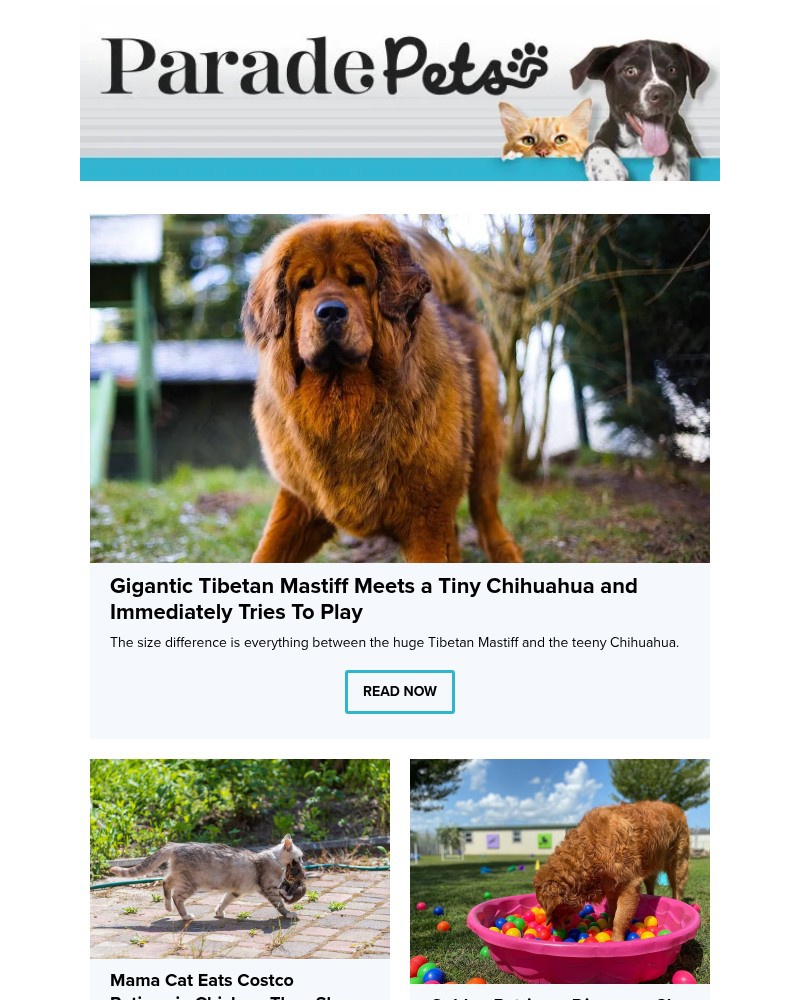 Screenshot of email with subject /media/emails/gigantic-tibetan-mastiff-meets-a-tiny-chihuahua-and-immediately-tries-to-play-2b8_fbraEiu.jpg