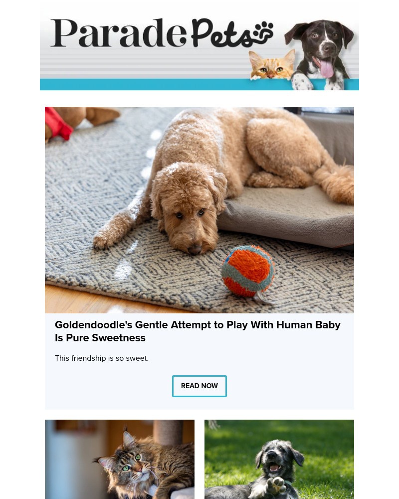 Screenshot of email with subject /media/emails/goldendoodles-gentle-attempt-to-play-with-human-baby-is-pure-sweetness-db5895-cro_jeiMgI3.jpg