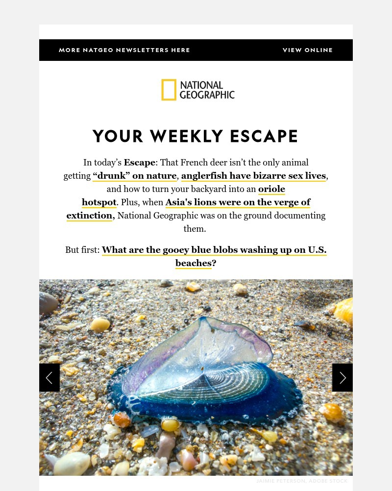 Screenshot of email with subject /media/emails/gooey-blue-blobs-flooding-us-beaches-the-bizarre-sex-lives-of-anglerfish-animals-_zXvJGeC.jpg