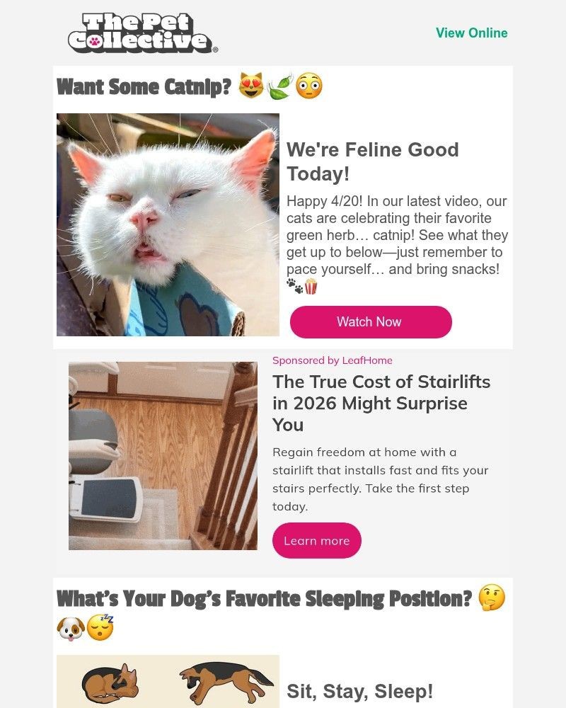Screenshot of email with subject /media/emails/got-catnip-6fb715-cropped-ac2f2e98.jpg