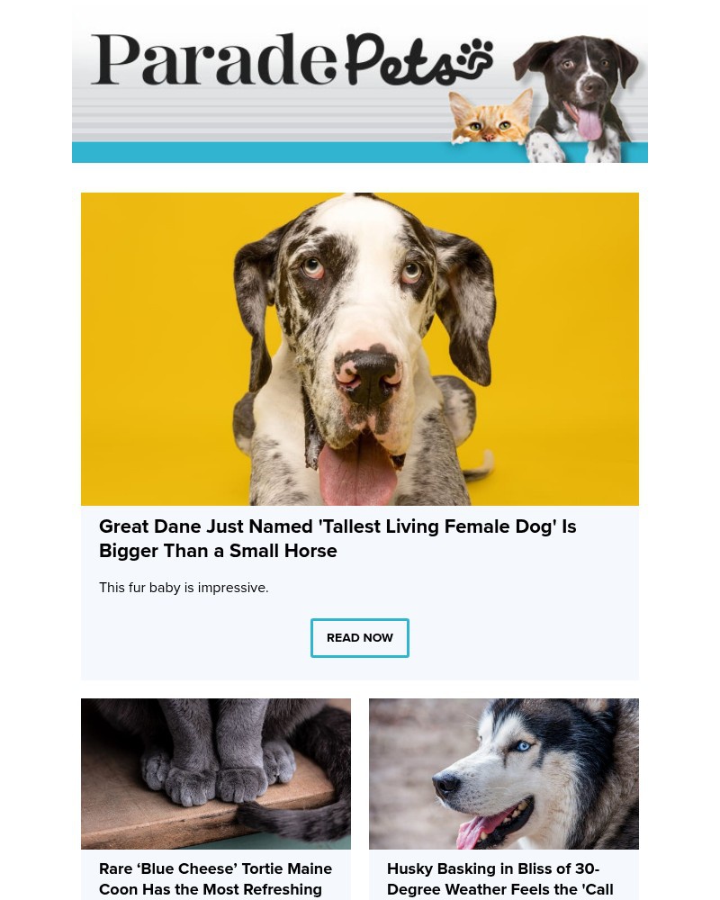 Screenshot of email with subject /media/emails/great-dane-just-named-tallest-living-female-dog-is-bigger-than-a-small-horse-8965_QqzkoDe.jpg
