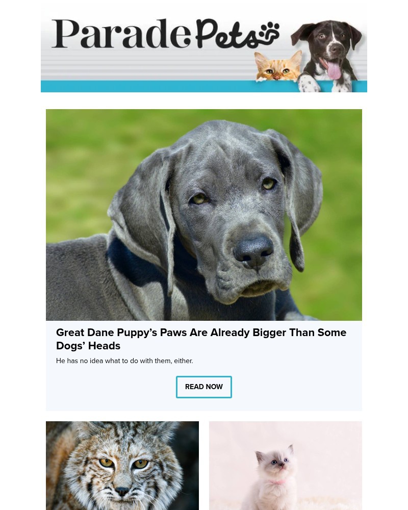 Screenshot of email with subject /media/emails/great-dane-puppys-paws-are-already-bigger-than-some-dogs-heads-20d19c-cropped-e37bb563.jpg