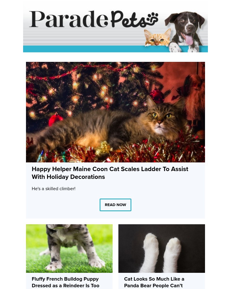 Screenshot of email with subject /media/emails/happy-helper-maine-coon-cat-scales-ladder-to-assist-with-holiday-decorations-9374_I6ThcEW.jpg