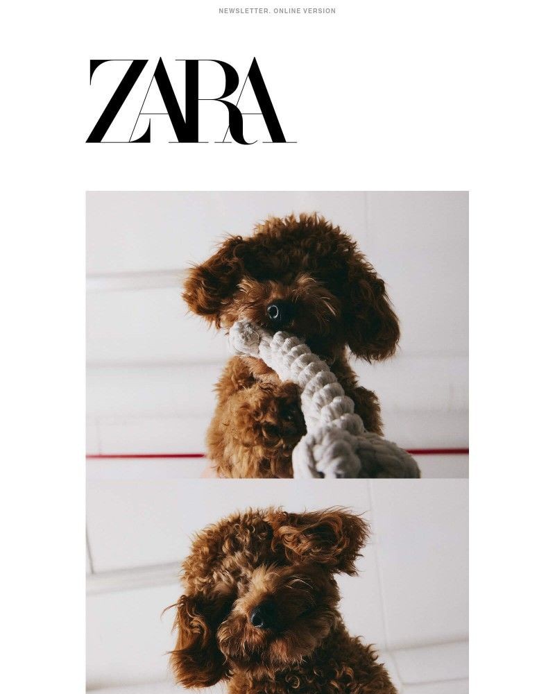 Screenshot of email with subject /media/emails/home-pets-collection-45ea13-cropped-24e05f35.jpg