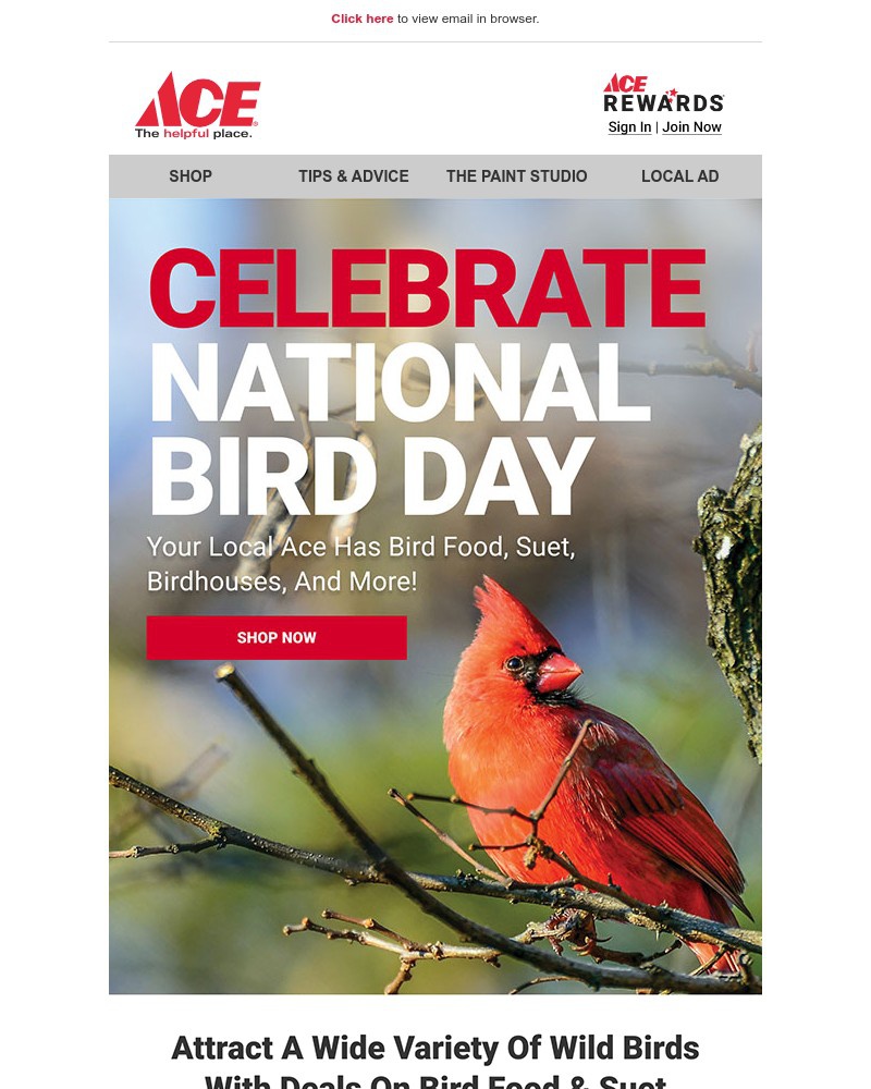 Screenshot of email with subject /media/emails/hot-deals-for-national-bird-day-419750-cropped-6bd5369c.jpg