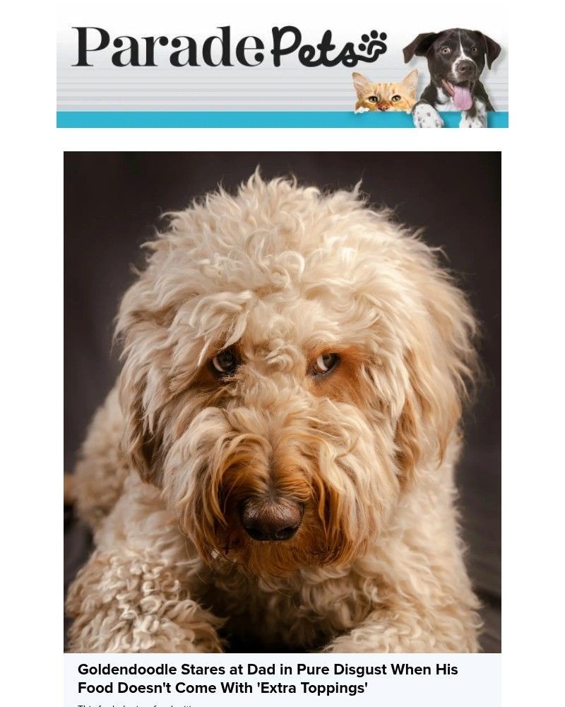 Screenshot of email with subject /media/emails/how-to-apologize-to-your-dog-so-they-actually-understand-you-according-to-trainer_5KAcCWU.jpg