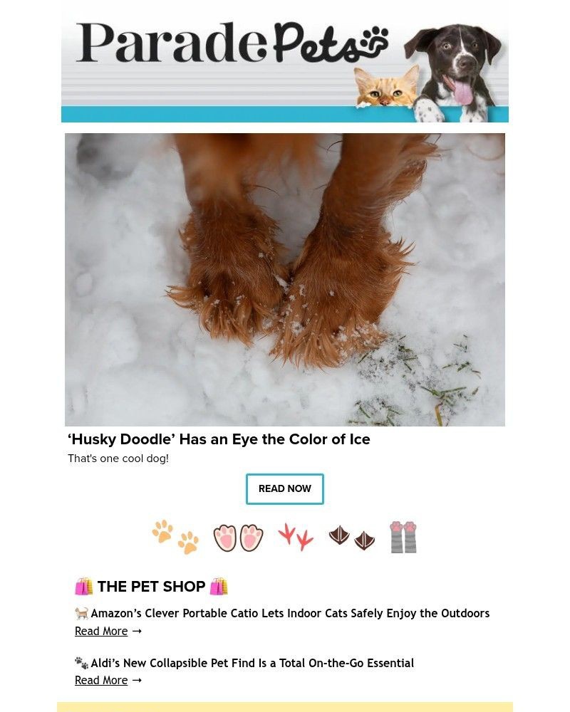 Screenshot of email with subject /media/emails/husky-doodle-has-an-eye-the-color-of-ice-236773-cropped-e9e9ee0f.jpg