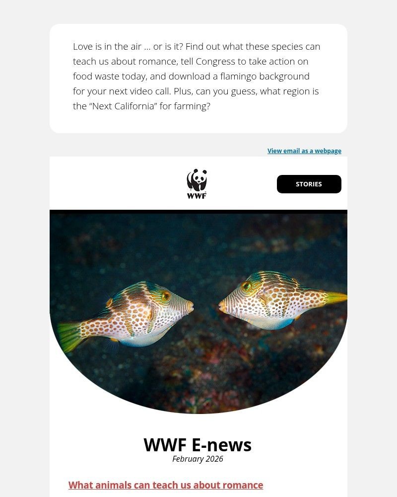 Screenshot of email with subject /media/emails/is-love-in-the-air-for-these-animals-7ebefb-cropped-de4f41a2.jpg