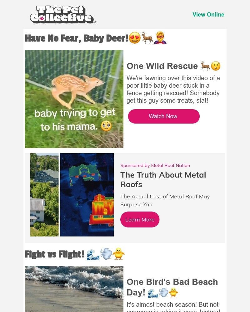 Screenshot of email with subject /media/emails/its-a-bird-its-a-plane-its-a-bird-and-a-deer-76da6c-cropped-14b96a73.jpg