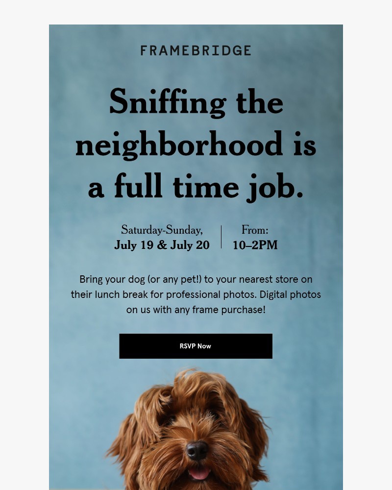 Screenshot of email with subject /media/emails/join-us-for-professional-pet-portraits-b62e83-cropped-8a2405bd.jpg
