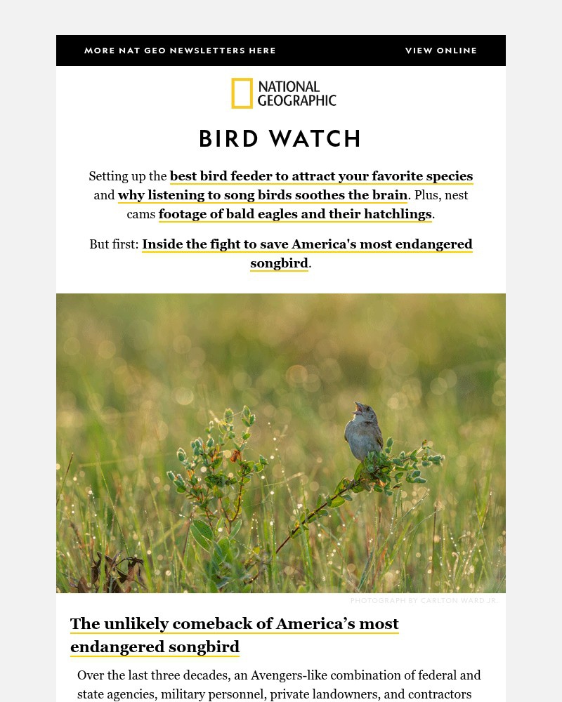 Screenshot of email with subject /media/emails/listening-to-bird-songs-soothes-the-brain-heres-why-plus-the-best-way-to-set-up-a_qNlcQ6L.jpg