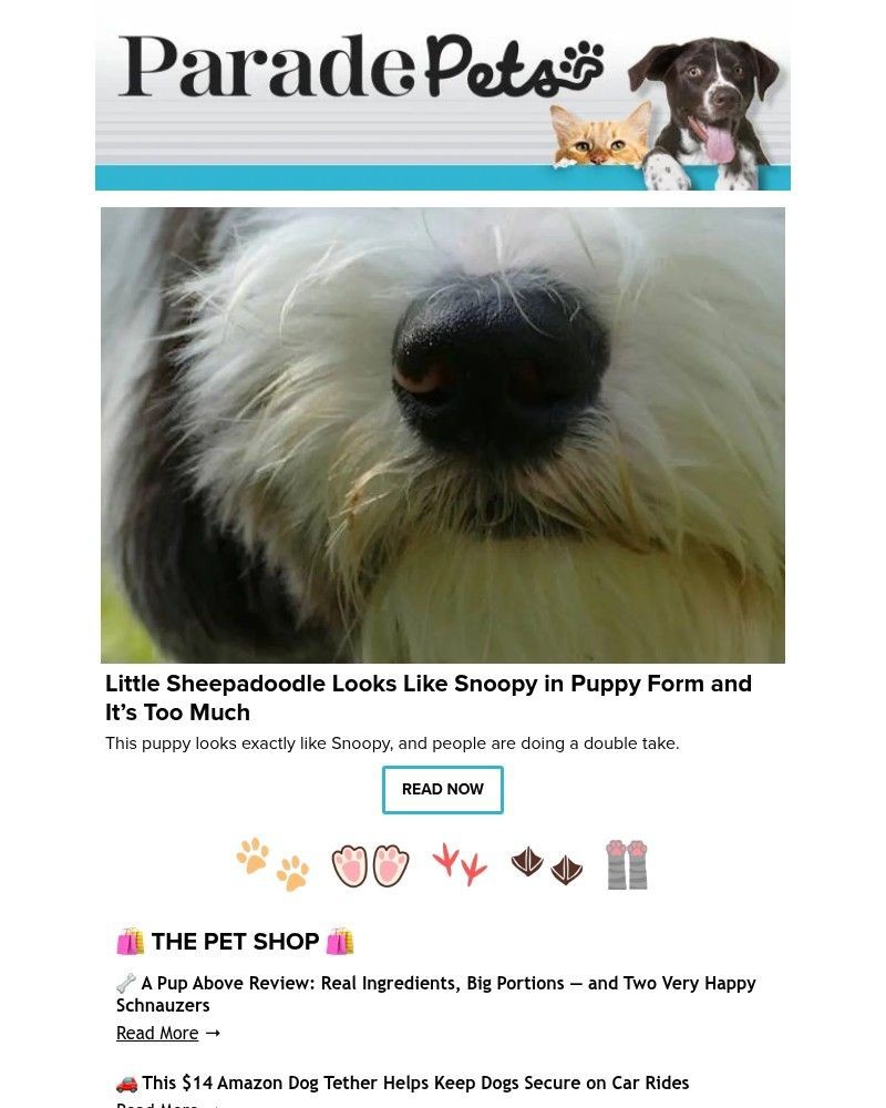 Screenshot of email with subject /media/emails/little-sheepadoodle-looks-like-snoopy-in-puppy-form-and-its-too-much-92c23e-cropp_fDA2sUo.jpg